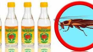 Ocet z švábů: účinnost, akce, prevence